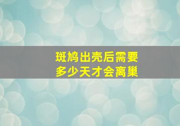 斑鸠出壳后需要多少天才会离巢